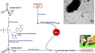 Intestinal Sulfate Reduction to H2S by Sulfur-Reducing Bacteria
