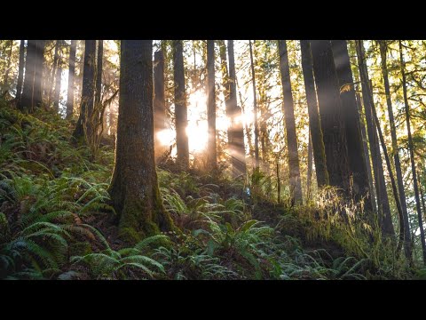 relaxing music, stress reliever with beautiful fountains & nature scene