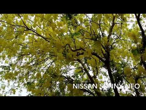 NISSAN SUNNY NEO N16 THAILAND #sunny