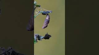 Raupe 🐛 zum Schmetterling 🦋 | Zeitraffer