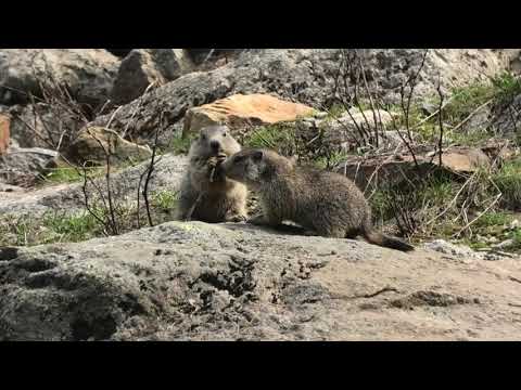 Ferragosto in Montagna (Colle della Maddalena) - 2019