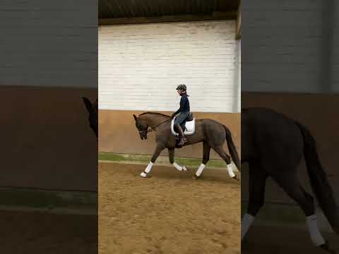 FOR SALE - Stute 2017 geboren.  Vilancio  x  Don Index