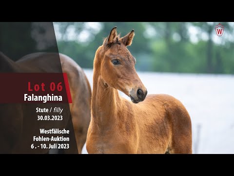 Fohlen-Auktion Lot 06 Falanghina Stute v. Fanegro - L' Espoir