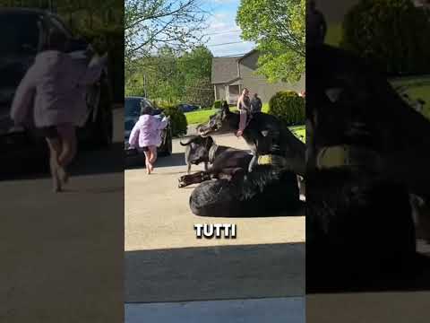 Guarda come i cani proteggono la piccola in ogni momento!