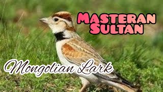 Download lagu MASTERAN VIRAL !!! | MONGOLIAN LARK MASTERAN SULTAN mp3 Download lagu MASTERAN VIRAL !!! | MONGOLIAN LARK MASTERAN SULTAN mp3