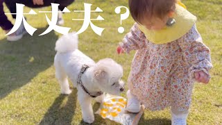 妹の歩く練習をずっと近くで見てあげている兄犬が可愛すぎた【マルプー×1歳】
