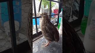 Download lagu quail bird sound mp3