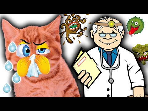 konuşan pisiler hastalıktan yok mu oluyor 😱😱