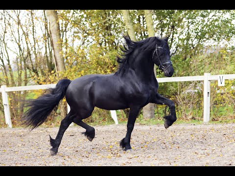 Stal Okkema's Trevor - Jehannes x Norbert - Stallion - 2022 - 1.65m