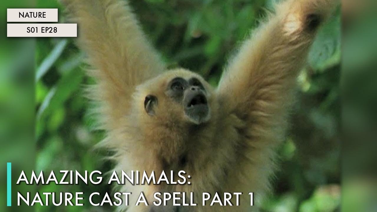 Amazing Animals: Nature Cast a Spell Part 1