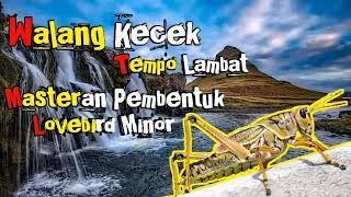 Download lagu Masteran Paling Bagus Buat Lovebird Walang Kecek Tempo Lambat mp3