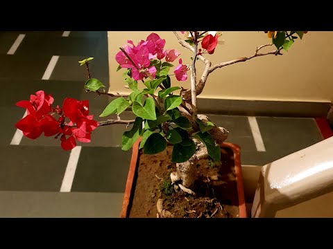 4 in one 1 # bougainvillea # bonsai   4-4-2023