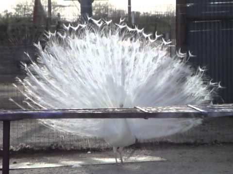 download lagu mp3 mp4 Snow Peacock, download lagu Snow Peacock gratis, unduh video klip Snow Peacock