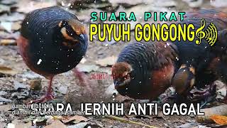 Download lagu suara pikat PUYUH hutan (GONGGONG) anti GAGAL mp3