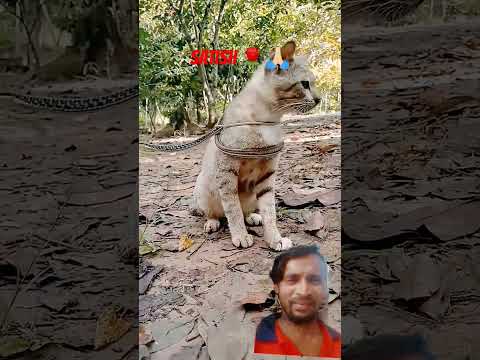 Satish 🌹🙏🏻 #kucing #cat #kucinglucu #hewan