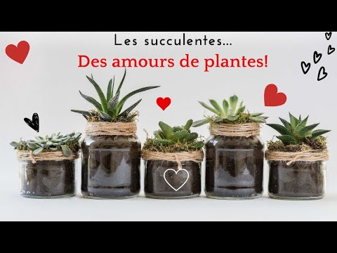 , title : 'Les plantes succulentes'