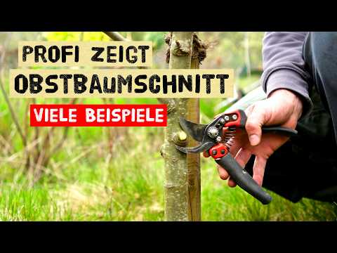 Profi-Baumschnitt: 14 Obstbäume im Fokus – Geheimnisse lüften