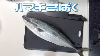 ハマチ１匹を捌いて美味しく食べよう！前編
