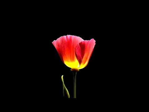 Life Cycle of a California Poppy, from Seed to Fruit - Time Lapse