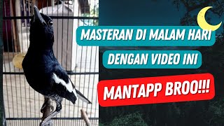 Download lagu Masteran Kacer Dada Hitam Malam Hari Kualitas Jernih mp3