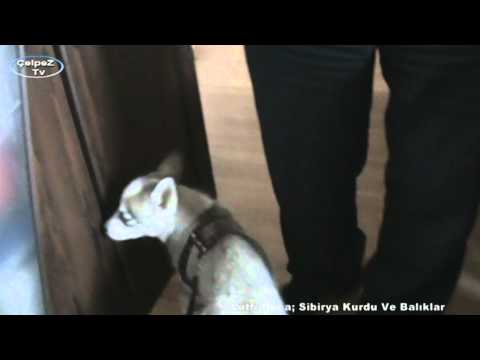 Lütfi Hoca; Sibirya Kurdu Ve Balıklar