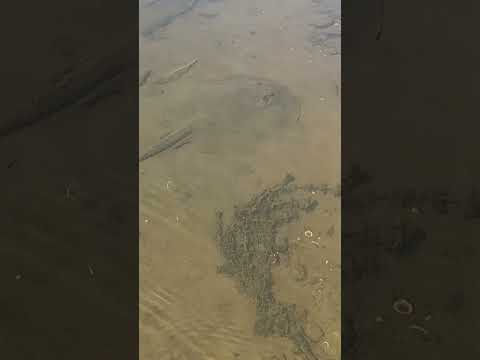 Así se ven las rayas desde el kayak en Misiones...