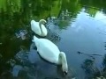 Nature , swans , music, swan story.релакс,лебеди, музыка ...
