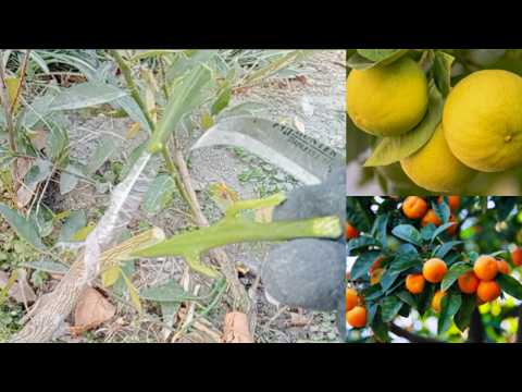 How to Grafting Citrus Trees ? Multi Grafting Orange onto Lemon Tree / Side Grafting Fruit Trees