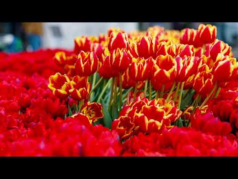 Orgelmusik zur Marktzeit 'online' am 18. April 2020 aus der Kilianskirche Heilbronn