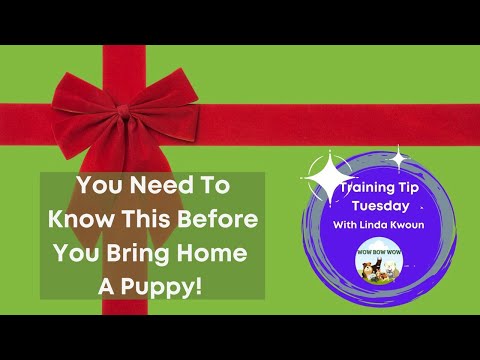 Wow Bow Wow--Dog Trainer & Behavior Consultant video.