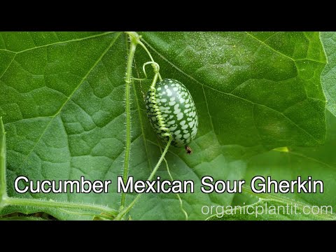 Cucumber Mexican Sour Gherkin | Organic Plant It