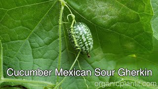 Cucumber Mexican Sour Gherkin | Organic Plant It
