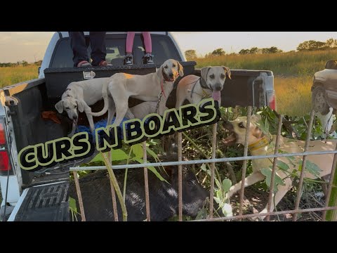 Training black mouth cur pups on wild hog for the 1st time #yelladogs #hogdogs 