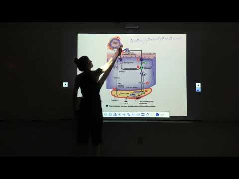 The Endocrine System Part 2.3
