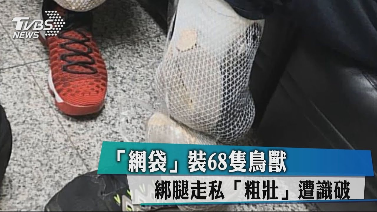「網袋」裝68隻鳥獸 綁腿走私「粗壯」遭識破
