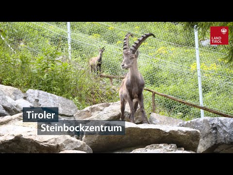 Tiroler Steinbockzentrum