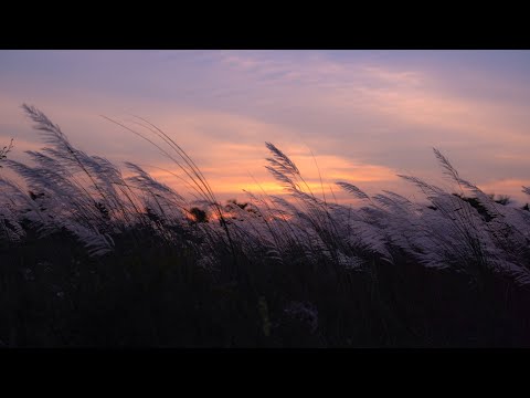 Crickets & Wind at Sunset on the Grassy Hill | Nature Ambience for Relaxation & Sleep | 10 Hours