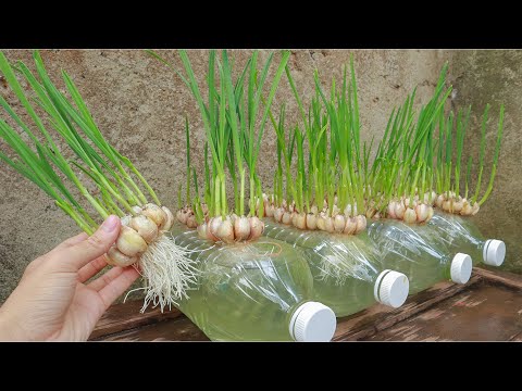 , title : 'Breeding method to grow garlic quickly to harvest'