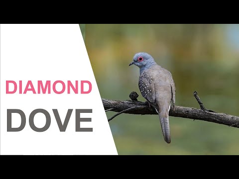 Diamond dove feeding drinking wild Australia