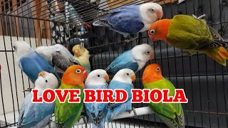 Download lagu 2021 Lovebird Prices and Biola Lovebird Varieties mp3 Download lagu 2021 Lovebird Prices and Biola Lovebird Varieties mp3