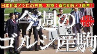 今週のゴールドシップ産駒 (11/15,16)【日本牝系メジロの末裔、相棒：菅原明良と3連勝！／マカナ,ティラーノなど】