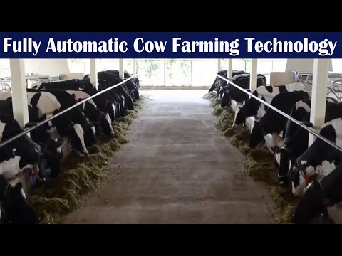 Fully Automatic Cow Farming Technology | Modern Cow Farming | Enough Technology