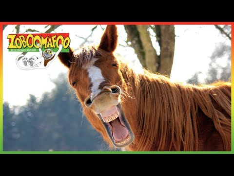 ZOBOOMAFOO - BEAUTIFUL HORSES | Full Episode | Animal Shows For Kids | TV Shows For Children