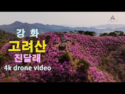 강화 고려산 진달래