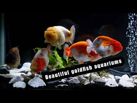 Rate my tank - Superb aquarium selection | Stunning Oranda & Ranchu