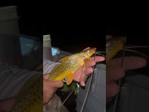 Pescaria de mandi moela no Rio Araguaia, Arapoema Tocantins #pescaria