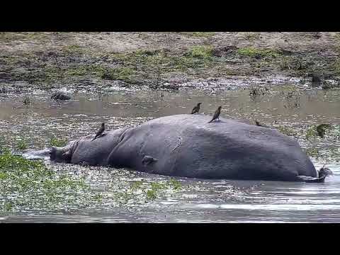 Djuma: Hippo resting at shallow end of dam with Oxpeckers on it - 11:40 - 08/14/2022