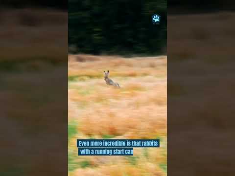 How High and Far Can Rabbits Jump?