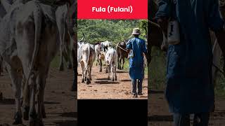 Major Tribes of Sierra Leone