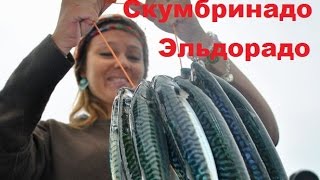 Ловля макрели в голландии с корабля